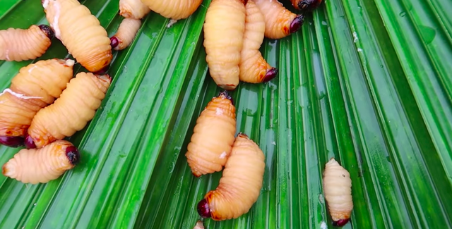 Thử Cảm Giác Vừa Ăn Vừa Sợ Với Đuông Dừa Bến Tre - Ẩm Thực 365