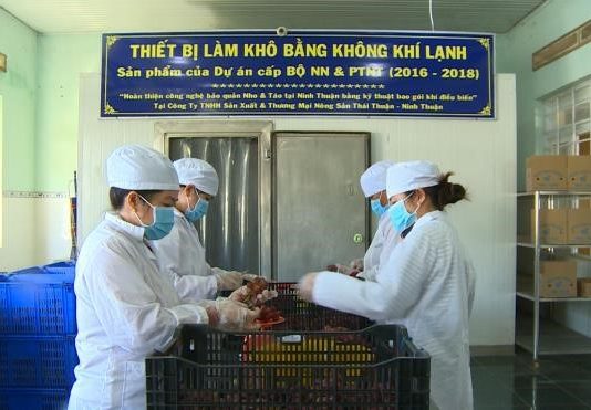 Khu sơ chế nho của Công ty sản xuất và thương mại nông sản Thái Thuận.