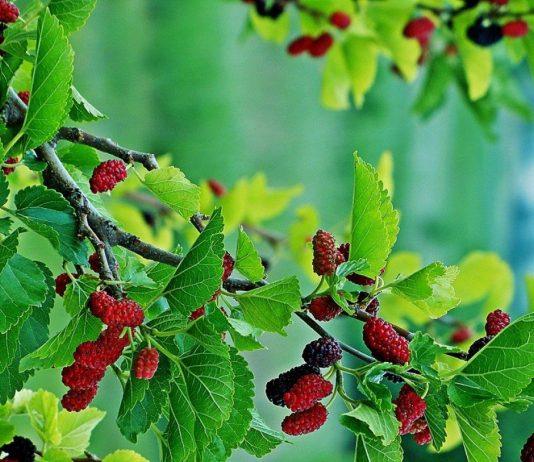 sau-sinh-can-tranh-nhung-loai-rau-gay-mat-sua-nao-4