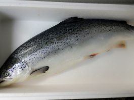 si-ca-hoi-nguyen-con 1