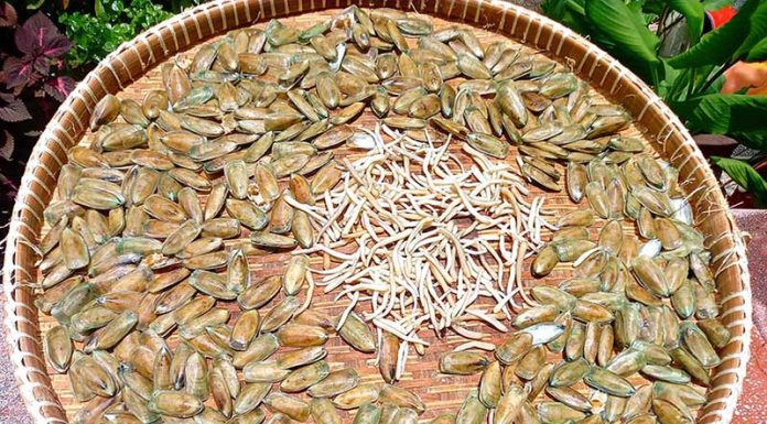 Cà xỉu, đặc sản Kiên Giang độc lạ khiến bao người mê mẩn