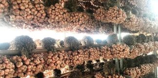 Hành khô Kinh Môn Hải Dương là gì? Nguồn gốc, đặc điểm và cách chọn mua