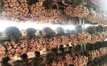 Hành khô Kinh Môn Hải Dương là gì? Nguồn gốc, đặc điểm và cách chọn mua