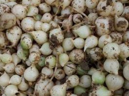 Mẹo sử dụng từng loại hành cho các món ăn có thể bạn chưa biết