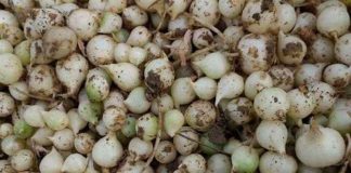 Mẹo sử dụng từng loại hành cho các món ăn có thể bạn chưa biết